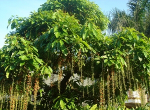 Bất ngờ với cách chữa trĩ bằng lá lộc vừng cực kì hiệu quả 